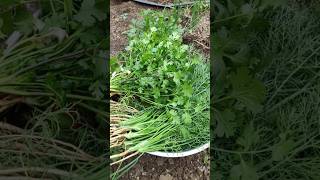 Fresh Coriander from my Farm shorts [upl. by Neeneg]