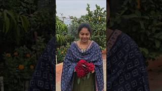 Roses harvesting in my garden గులాబీలు roses mygarden gardening shortvideo ytshorts shorts [upl. by Noet444]