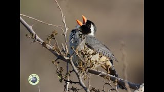 PEPITERO DE COLLAR Saltator aurantiirostris [upl. by Iddet674]