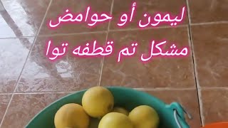 ليمون أو حوامض مشكل تم قطفه تواMixed lemons have just been picked [upl. by Aeel]