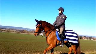 Charlys erster Ausritt mit Reitbeteiligung Alex in allen drei Gangarten [upl. by Valdemar]