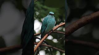 Meet the Verditer Flycatcher  Beauty in Blue [upl. by Notserp736]