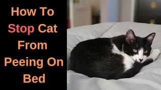 How To Stop Cat From Peeing On Bed  Tips and Tricks [upl. by Leund355]