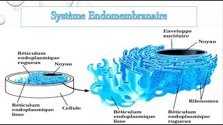 BIOLOGIE CELLULAIRE  SYSTÈME ENDOMEMBRANAIRE REAG [upl. by Nalehp]