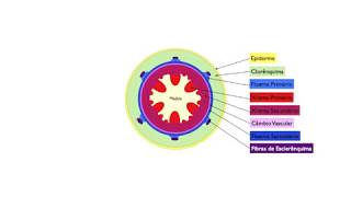 Aula de Histologia Vegetal  Crescimento Secundário do Caule [upl. by Sig]