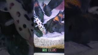 Peacock Cichiled cichlid aquariumfish fish world peacockcichlid ytshorts [upl. by Merril]