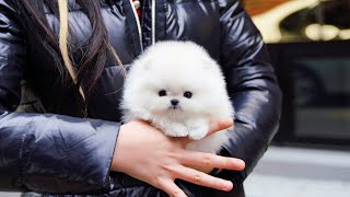 Snow color teacup pomeranian PONGPONG [upl. by Anitsrihc]