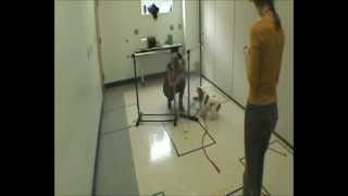 Duke University Study Finds Stress “Sweet Spot” Differs For Mellow Vs Hyper Dogs [upl. by Anica]