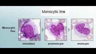 Morphology or Structure of Monocyte Promonocyte and Monoblast Characteristics Features [upl. by Araic]