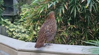 A female of Temmincks tragopan [upl. by Esimaj885]