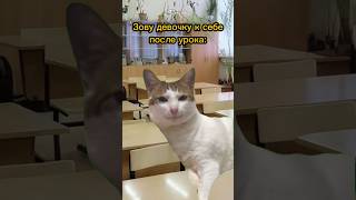 Кошка обманула учителя😱 ТгYtFret cat фрет мем [upl. by Baiel]