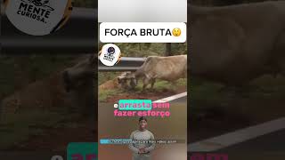 Força Bruta 😮sabedoriacuriosa curiosidades fatoscuriosos natureza conhecimento documentario [upl. by Dnomsed]