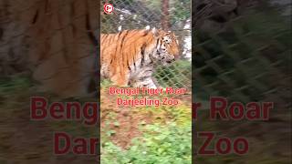 Darjeeling zoo  Royal Bengal tigerTiger at Darjeeling Zoodarjeelingzooroyalbengaltigershorts [upl. by Ahsian771]