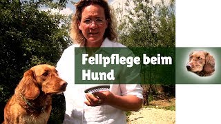 Fellpflege Hund ► Fellpflege für Hunde mit dem Unterwolle Rechen [upl. by Horn]