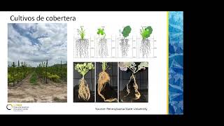 ¿Cómo los manejos de nutrición inciden en el aumento de producción y mejora de calidad de la fruta [upl. by Zachery]