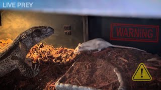 Monitor Lizard Live Feeding Compilation  WARNING  LIVE FEED [upl. by Annayrb]