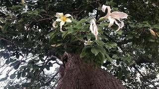 Arbol botella Ceiba insignis [upl. by Attelrahs]