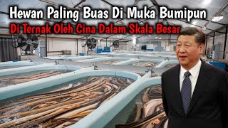 Peternakan Skala Besar Tingkat Insinyur Gila China Yang Buat Mata Melotot [upl. by Mcgaw]