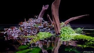 Aquascaping Mini Oceanario in memory of Amano Sensei – Aqua Project Zoomark 2017 [upl. by Yoong]