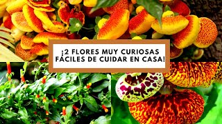 2 Flores Curiosas para jardín Calceolaria Híbrida y manettia luteorubra cuidados básicos [upl. by Ayrad]