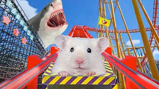 Hamster in Roller Coaster  Hamsters Maze [upl. by Boleyn294]