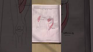 MEDIAL THIGH ADDUCTOR🦵 bpt physiotherapy explore physiotherapist anatomy mbbs muscles [upl. by Asli]