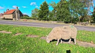 Goathland  Aidensfield  Heartbeat [upl. by Wystand71]