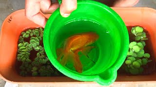 Goldfish Breeding Step By Step Process  Update from Breeding to Fry How to breed goldfish [upl. by Furtek]