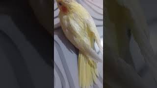 adorable cockatiel lutino pearl 25 days old [upl. by Muiram673]