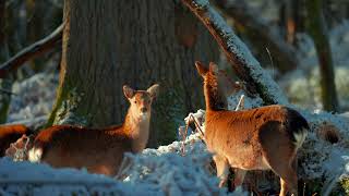 Killarney national park  winter deers [upl. by Ayekam]