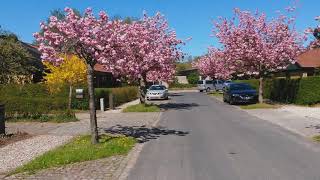 An alley of Prunus Serrulata Kanzan cherry blossom pruned trees blooming [upl. by Roshan]