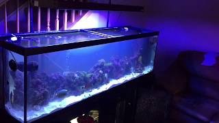 saltwater tank filter setup diy  rotter tube reef [upl. by Dihgirb]