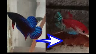 When wild betta turn into modern betta crossbreeding project [upl. by Htebharas218]