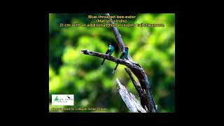 Bluethroated beeeater Merops viridis [upl. by Donnelly533]