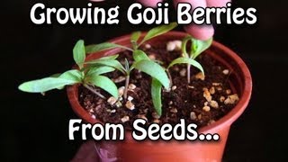 Growing Goji Berries  How to grow Wolfberries from Seed [upl. by Anaoy]