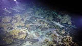 White tip sharks completely swarm reef for food [upl. by Santini]