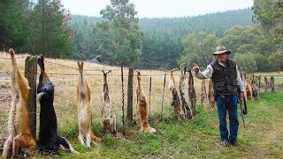 ¿Cómo Lidian Los Agricultores Australianos Con Los Perros Salvajes Dingo Que Atacan Al Ganado [upl. by Sprung]