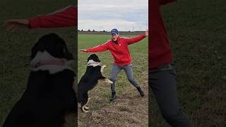 Hund dreht total durch 🤯 Pubertät und Junghund 😅⚠️🐶👍 hundetraining [upl. by Loeb]