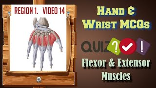 MCQs on Hand and Wrist Flexor and Extensor Muscles Explained  NEET PG USMLE FMGE Anatomy [upl. by Eilyab]