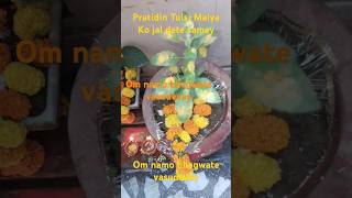 Tulsi Maiya Ko jal dete samay Mantra JaapOm namo bhagwate vasudevayMa Tulsi sevaytshortsvirlssf [upl. by Kinemod]