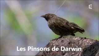 Pinsons de Darwin presentation des oiseaux 4min25 Y [upl. by Marita473]