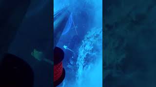 mero capturado por Fran Narvaez pesca fishing spearfishing fish spearfish pez [upl. by Nurse]