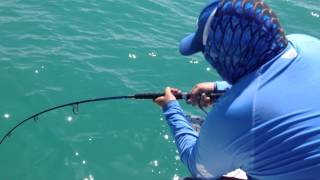 Goliath Grouper Eats Shark [upl. by Mcclimans]