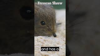 Etruscan Shrew birds viral wildlife youtubeshorts [upl. by Kulsrud53]