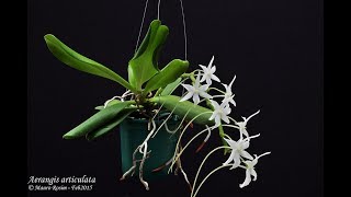 Aerangis articulata обзор [upl. by Khalil]