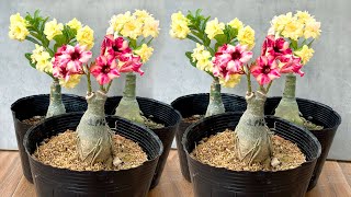 Super beautiful Adenium flowers How to graft branches very simple for plant many flowers [upl. by Gentes]