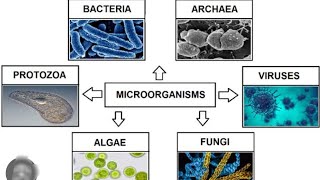 microbial worldmicroorganismpart 1 dsc trt SAsgt 2024 biologicalscience urdu medium [upl. by Artenehs]