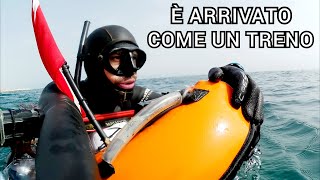 Pescasub E ARRIVATO COME UN TRENO  Spearfishing [upl. by Alet]