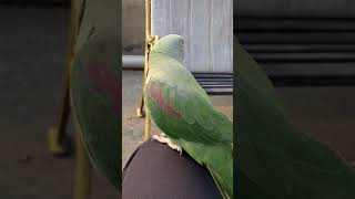 Sweetu 🦜 Crippling Mittu nature new mummy parrot trending trendingshorts trend amazonparrots [upl. by Wauters39]