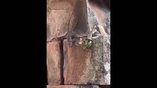 A tokay gecko saves his friend from a snake [upl. by Novy]